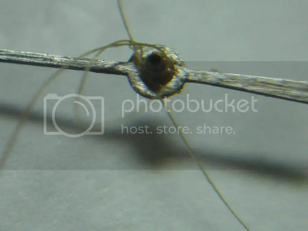DSC09704_zps3e686081.webp