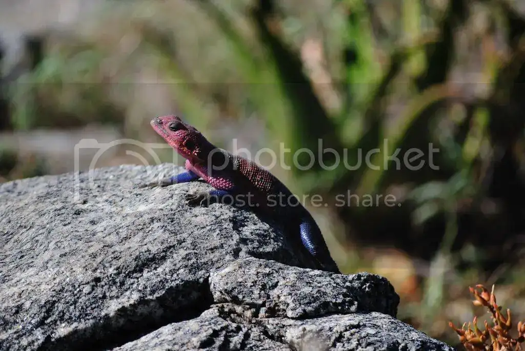DSC_0190_zpsvedqqsx0.webp