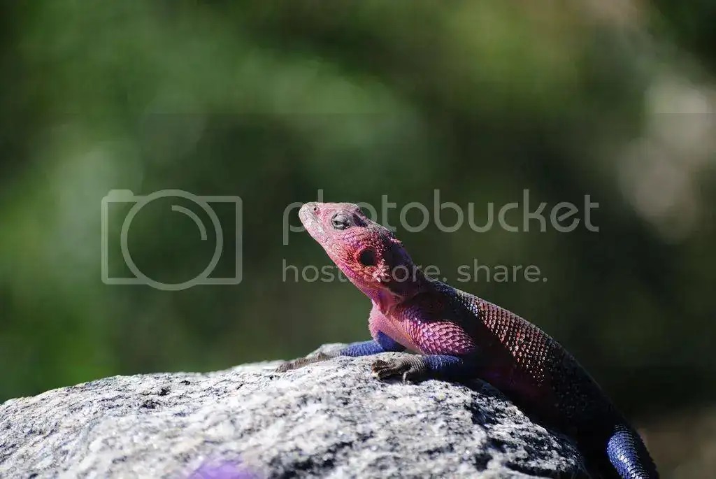 DSC_0194_zpsn69tlarm.webp
