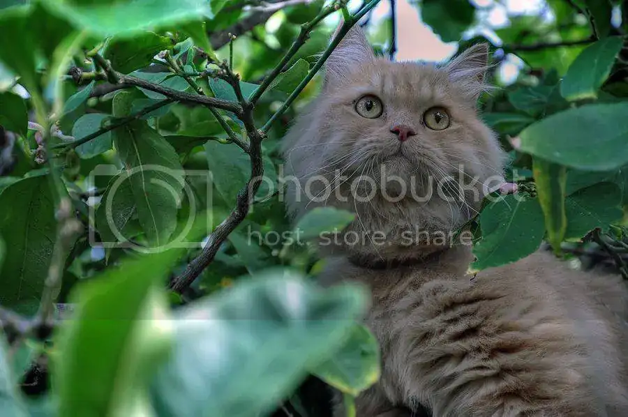 DSC_0583a__zpsndzpzvtj.webp