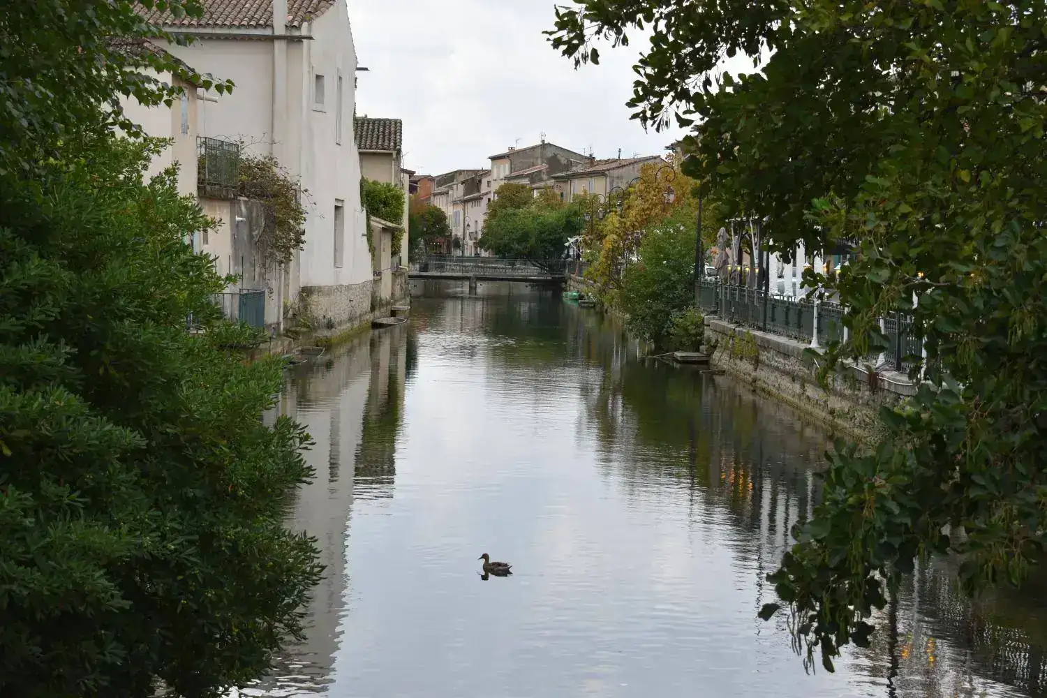 DSC_0967.webp