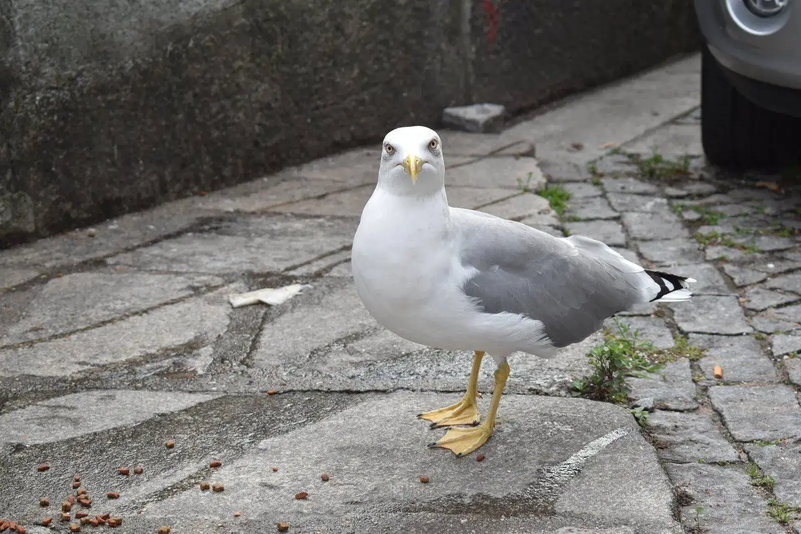 DSC_3666.webp