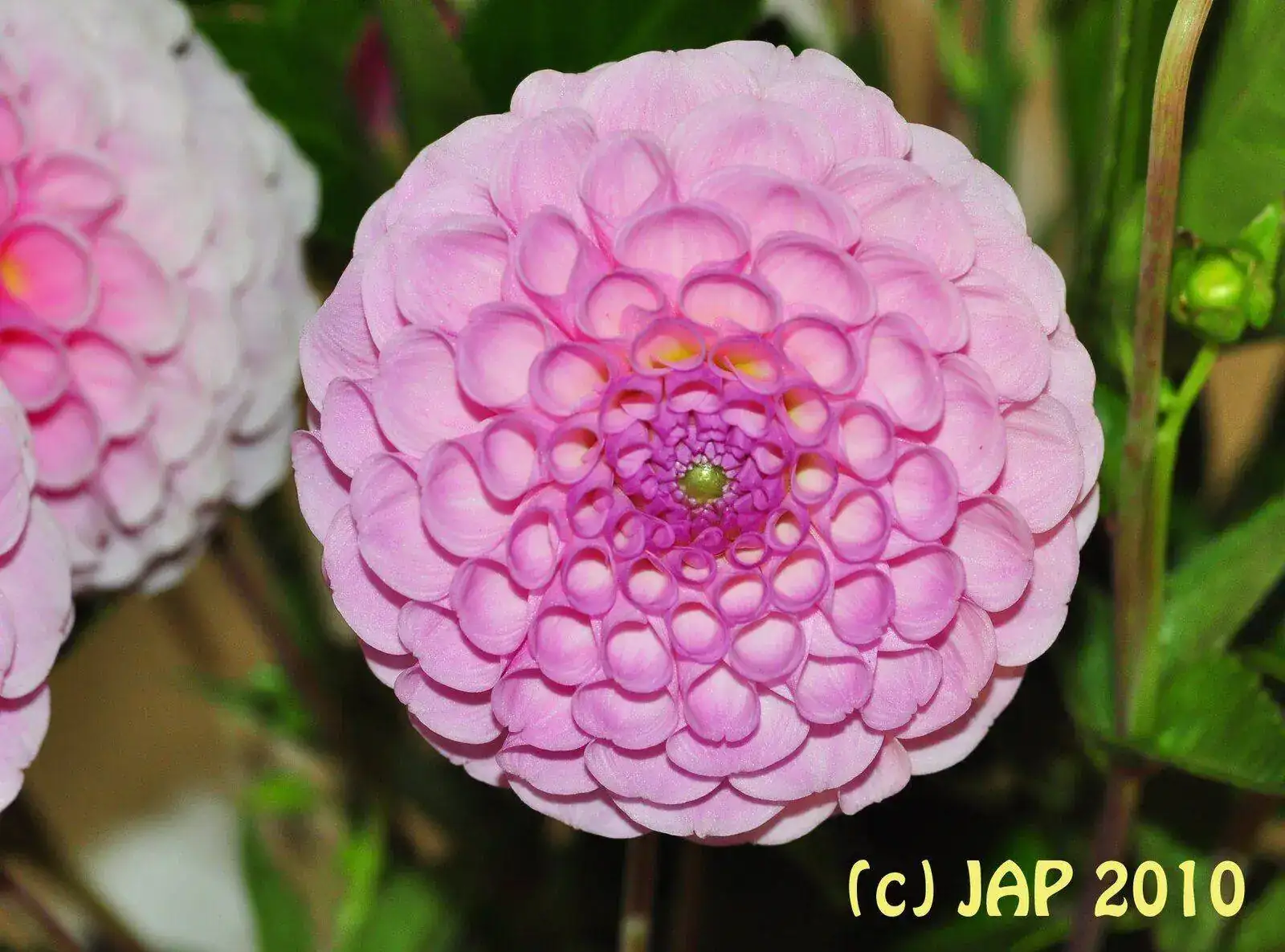 DSC_3774P.webp