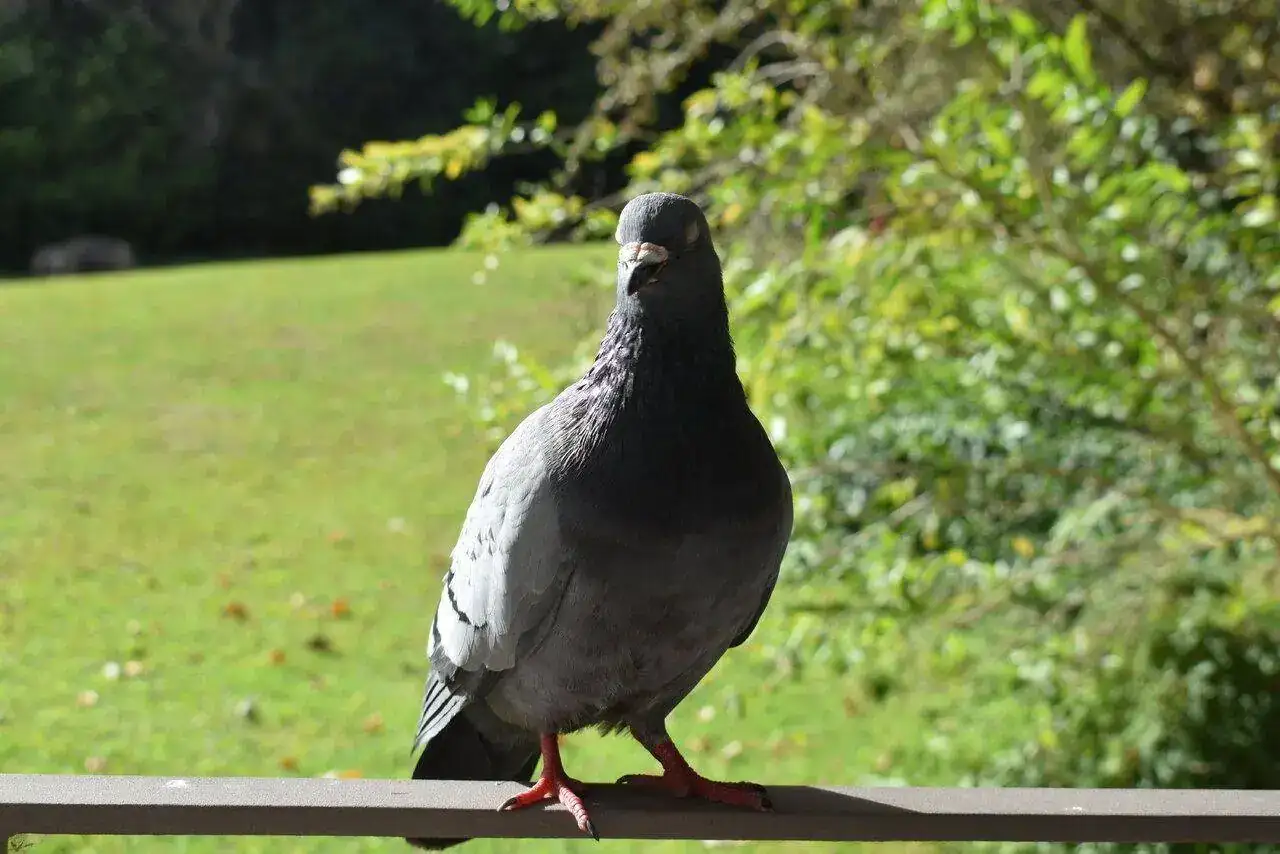 DSC_5003.webp