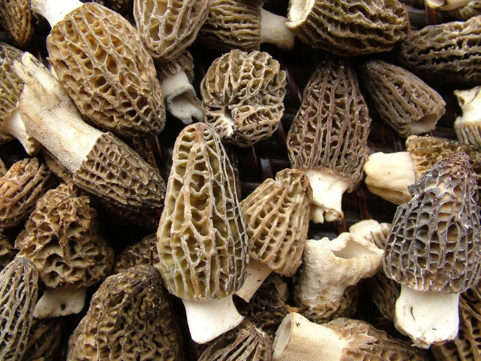 DSCF0668.webp