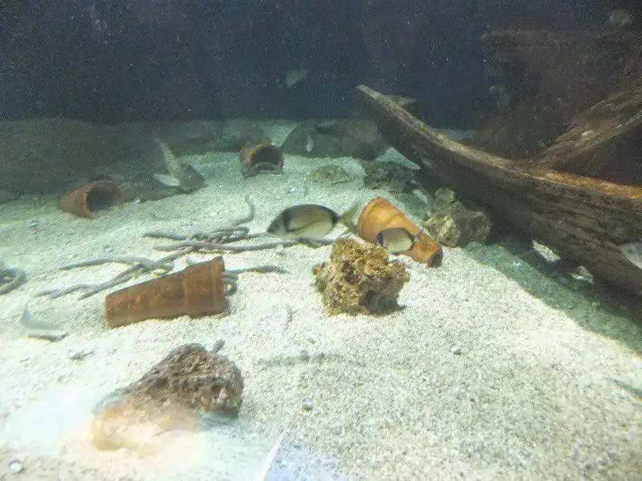 DSCF2938.webp