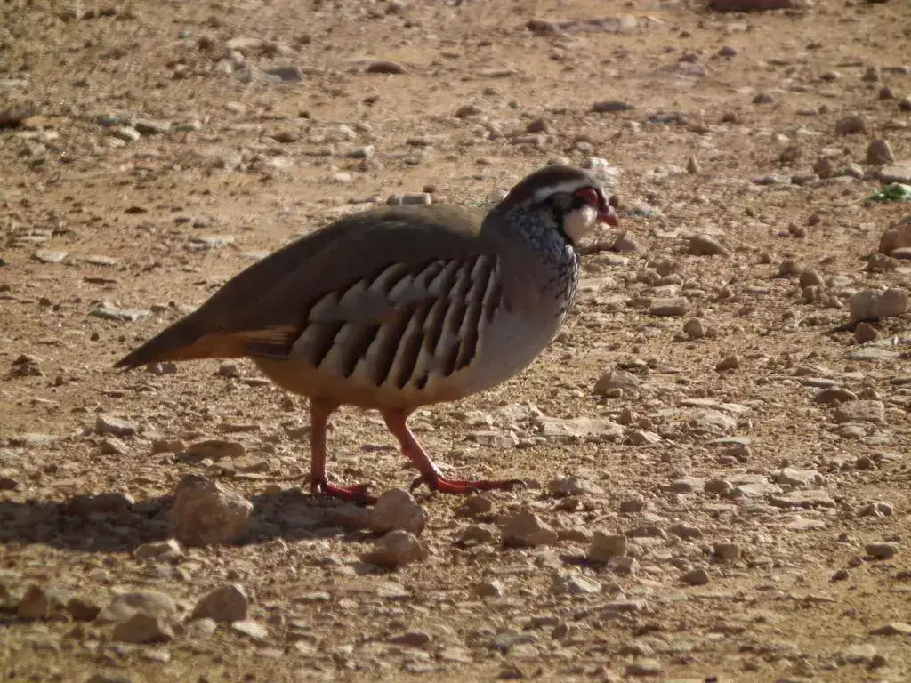 DSCF7812.webp