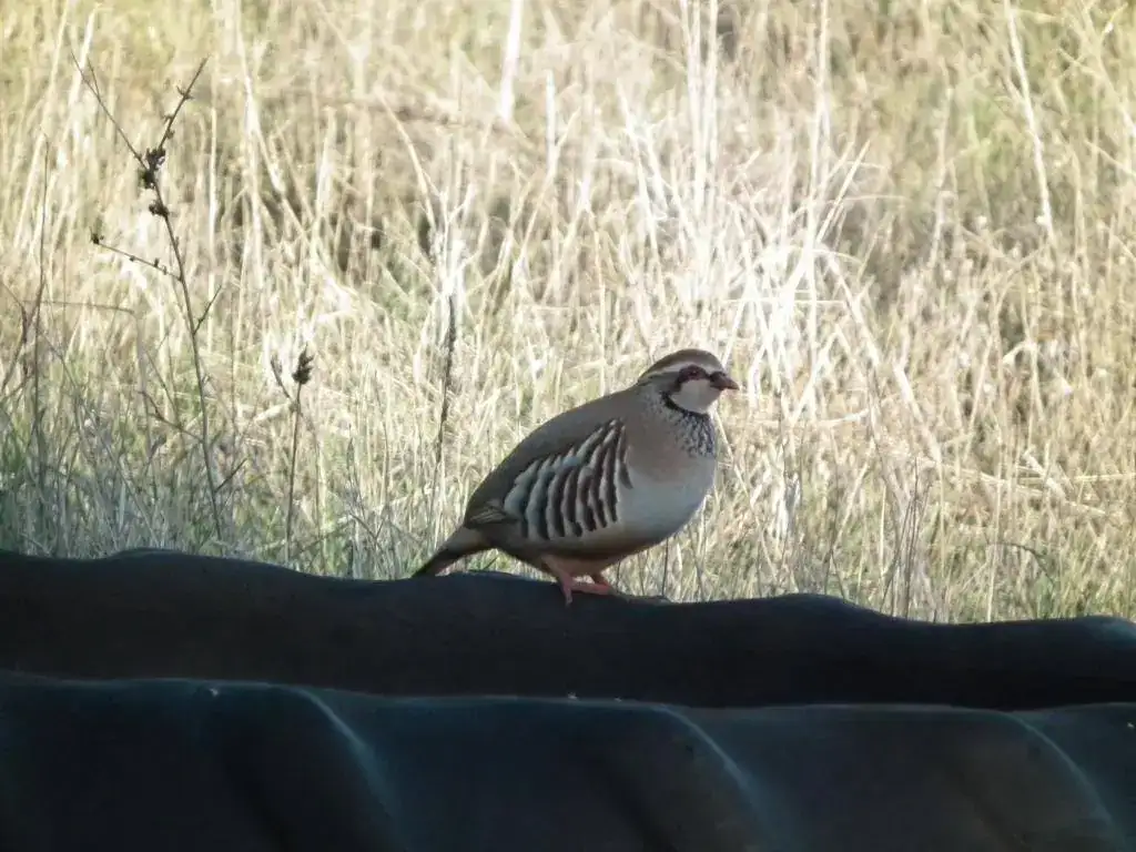 DSCF7843.webp