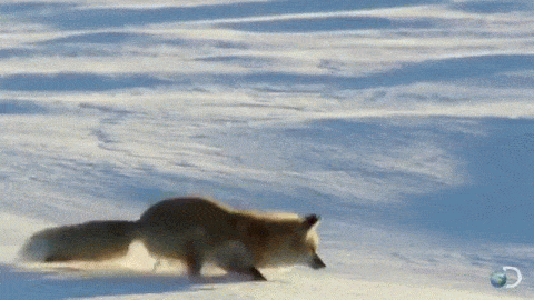 e78b443b12f4b16339e856f85497c6a8.gif