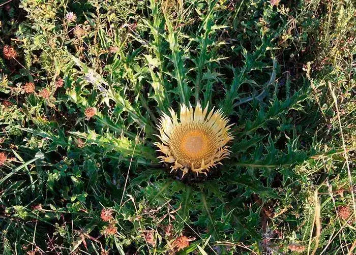 eguzkilore-carlina-acaulis-2.webp
