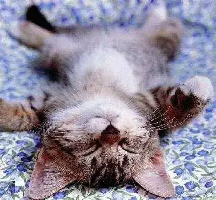El+gatito+y+la+gata+de+la+reina.webp