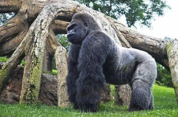 El-impresionante-gorila-espalda-plateada-MAMBIE-BIOPARC-Valencia.webp