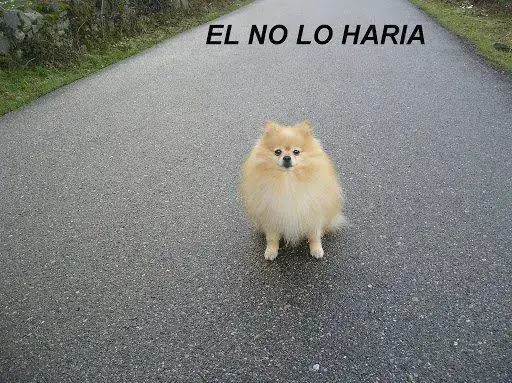 EL+NO+LO+HARIA.webp