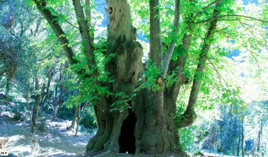 el_castanyer_gros_d_en_cuc120712.webp