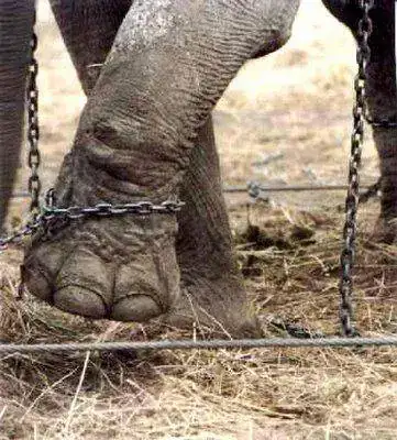 elefante%2Bencadenado%2B-%2Bpata.webp