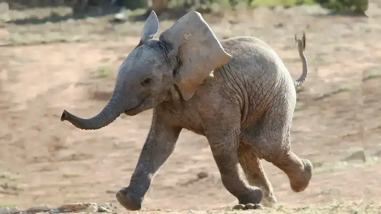 Elefante Bebe Corriendo.webp