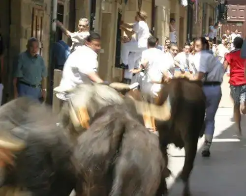 encierro_de_vacas_bravas.webp