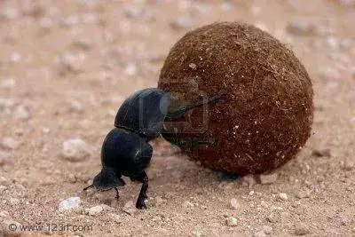escarabajo-pelota.webp