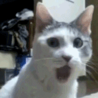 FdH6.gif