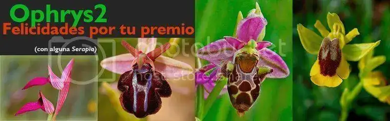 Felicitacion_zpsjh4lyx8r.webp