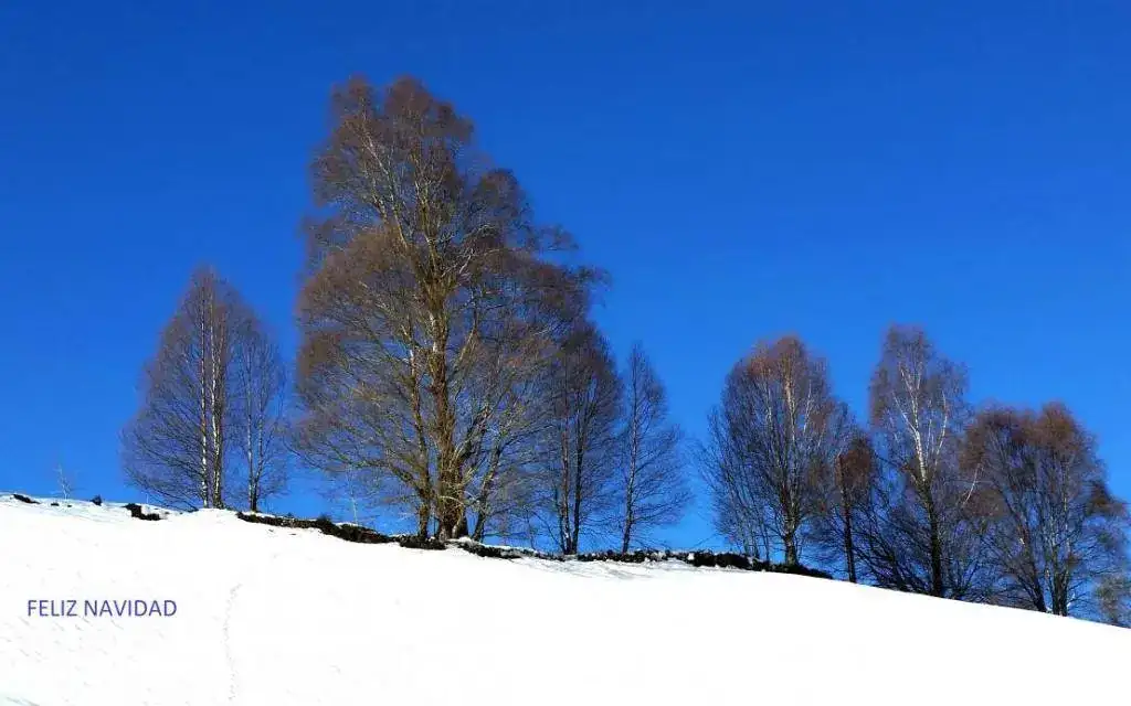 Feliz Navidad.webp