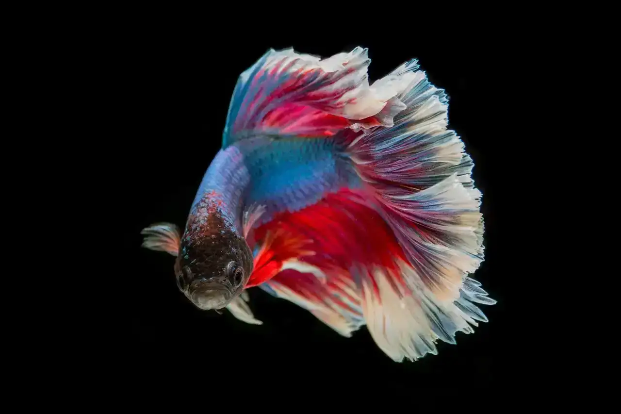 fighting-fish-2009968_1280.webp