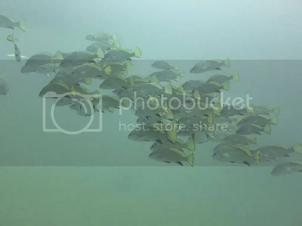 file_zps36ec5302.webp