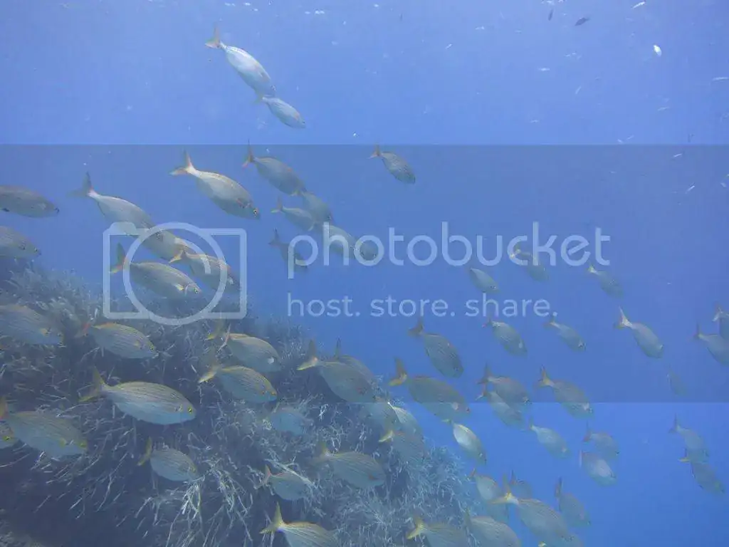 file_zps372f7fc8.webp