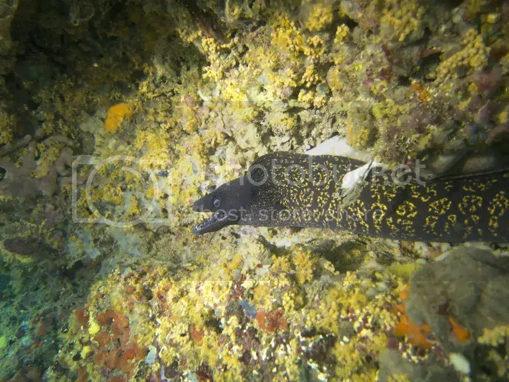 file_zps49120ff0.webp