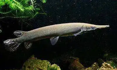 fish-atractosteus-tristoechus-cuban-gar-manjuari.webp
