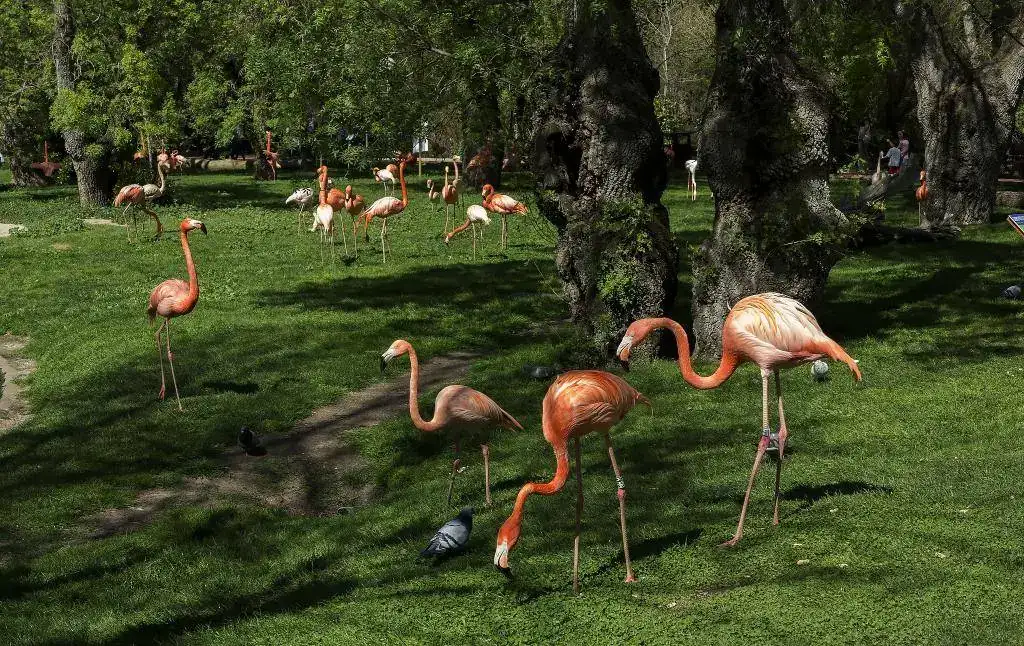 Flamencos.webp