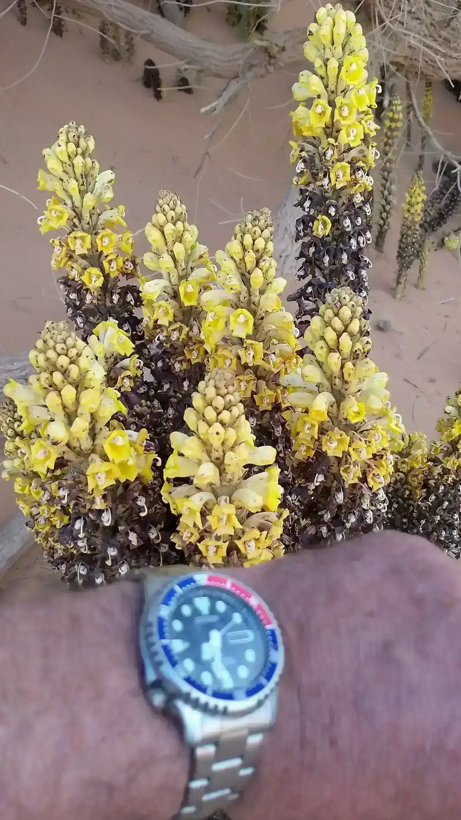 flor 03.webp