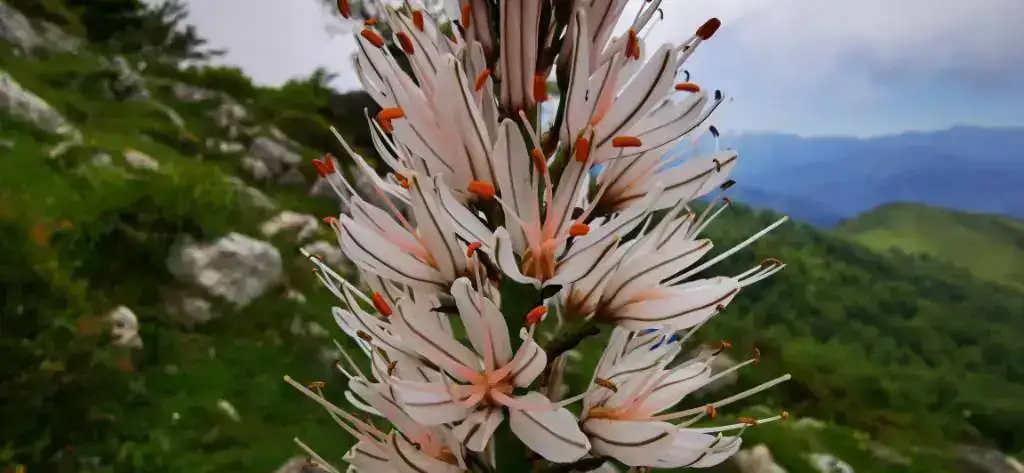 flor montaÃ±a.webp