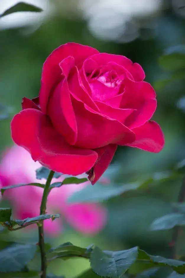 flor-rosa-roja-jardin_1373-27.webp
