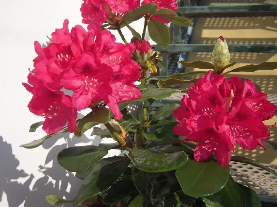flor.webp