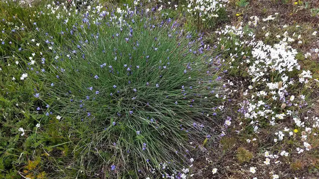 FLORECILLAS.webp