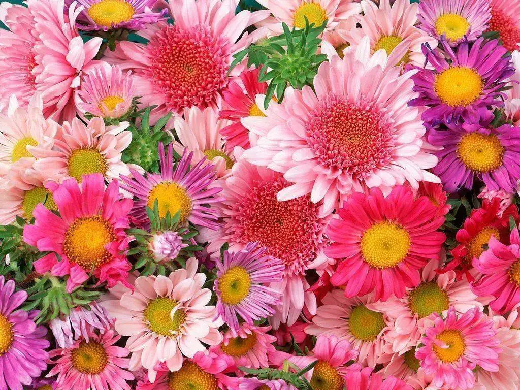 flores.webp