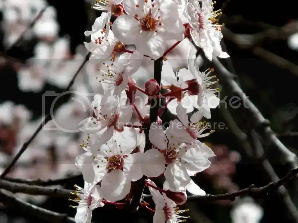 Flores_1546x1159_zps4da44c99.webp