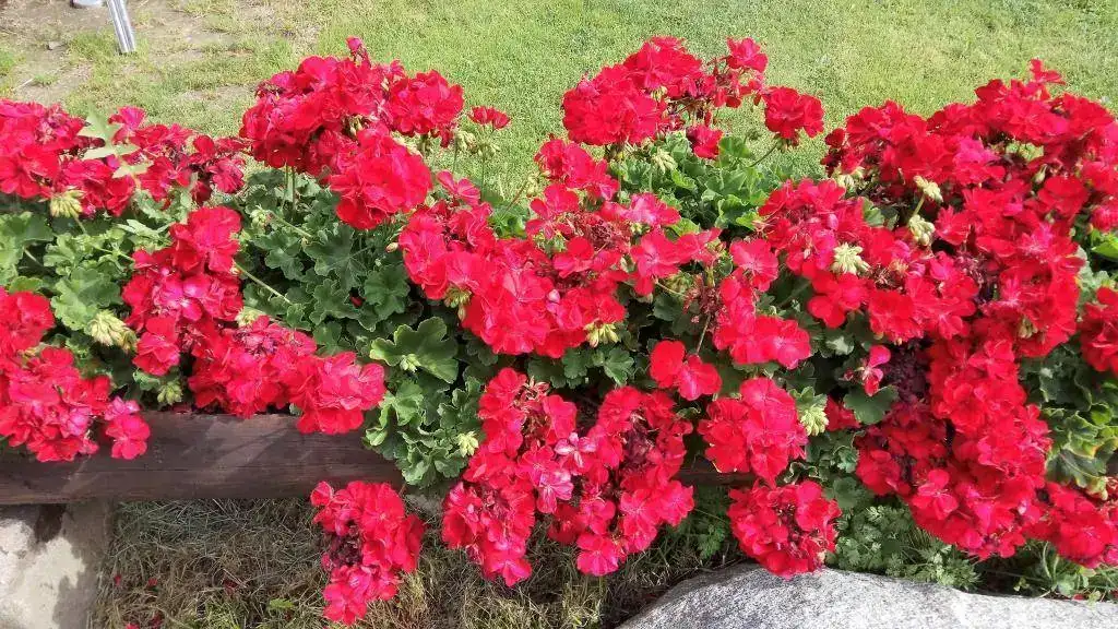 FLORS MUNTANYA.webp