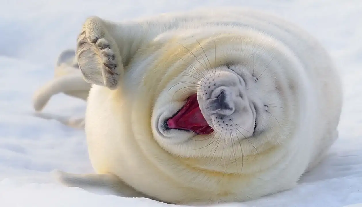 foca-polar-contenta.webp