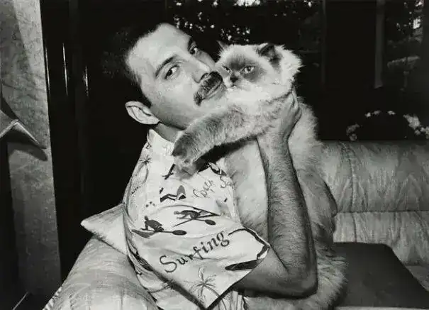 freddie-mercury-cats-14-5c6fa8c919c1c__605.webp