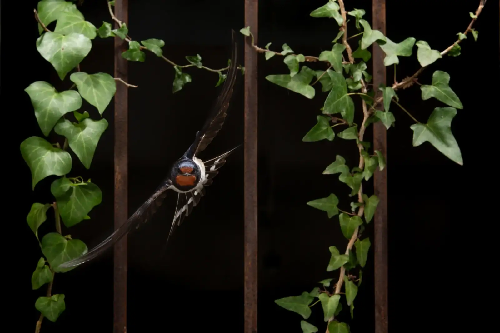 freedom.webp