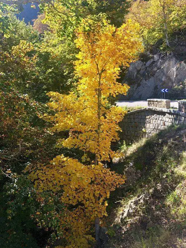 fullsizeoutput-297d8.webp