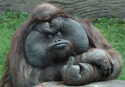 Funny+Gorilla5.webp