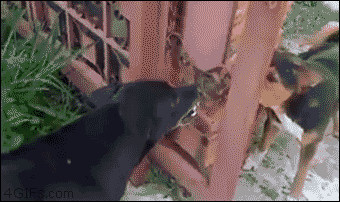 FXNowJBFRlmfGJnOG4Mw_f13.gif