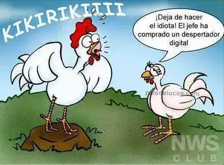 gallo-innecesario.webp