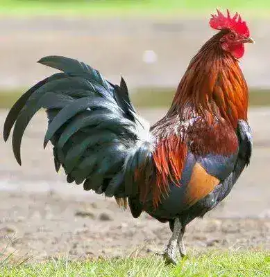 GALLO.webp