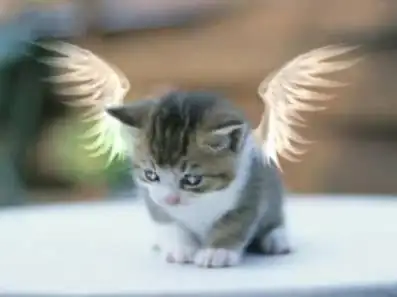 gatito-alas.webp