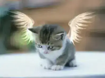 gatito.webp
