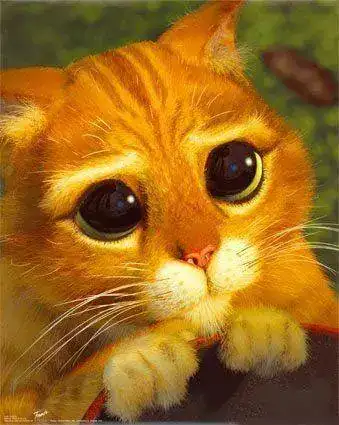 gatito.webp